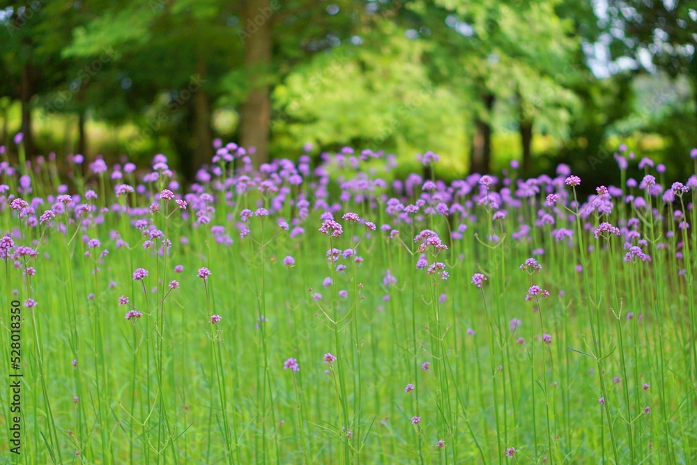 Beautiful purple verbenas blooming in summer Beautiful purple verbenas blooming in summer