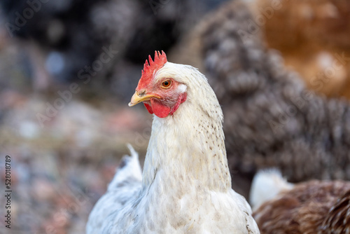 White chicken on the farm, closeup of the head