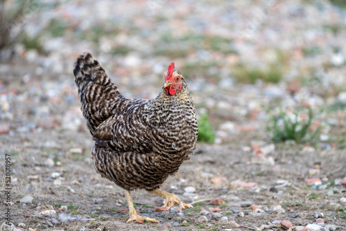 The Malines, Dutch: 'Mechelse Koekoek', a Belgian breed of large domestic chicken hen walking on a farm	