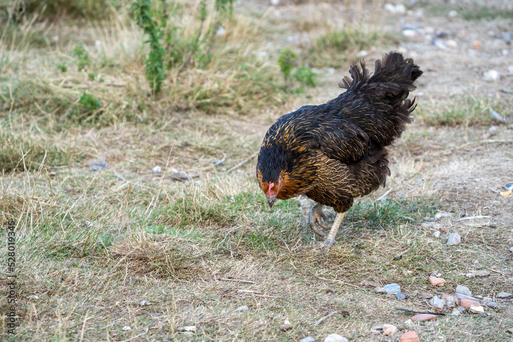 black harco free range hen chicken. Chicken in the grass. The harco chicken is a black chicken with a brown neck, and lays around 300 eggs per year
black harco free range hen chicken. Chicken in the grass. The harco chicken is a black chicken with a brown neck, and lays around 300 eggs per year