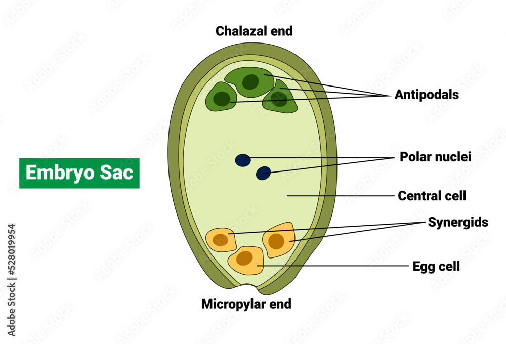 Embryo sac of an Angiosperm - obrazy, fototapety, plakaty 