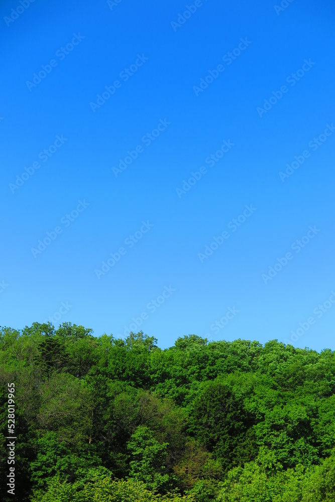 雲ひとつ無い青い空と生い茂る山の木々の風景1