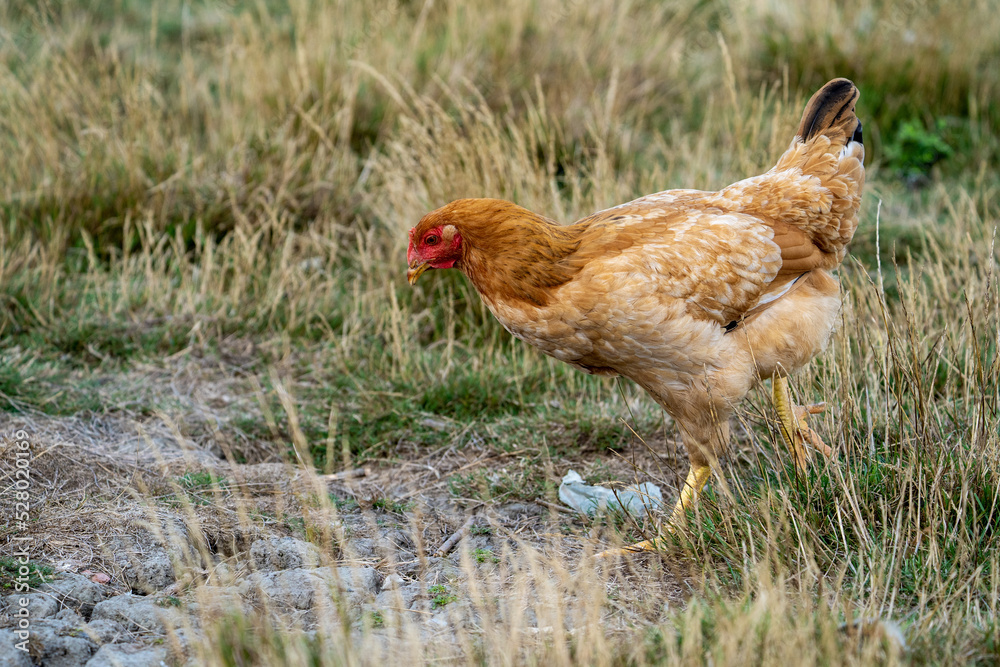 Fototapeta premium Portrait of a ISA Brown Chickens. One of the best breed for a first time chicken owner, they are extremely personable and get along with humans extremely well. Free range chicken