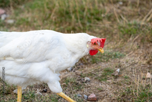 white chicken in the grass. White leghorn (livorno) chicken (known for laying the most eggs of all chickens)