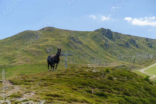 Cavallo selvaggio - Sillian