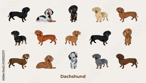 Dachshund breed, dog pedigree drawing. Cute dog characters in various pose, designs for prints adorable and cute Dachshund cartoon vector set, in different poses. Brindle Piebald, dapple, cream, sable