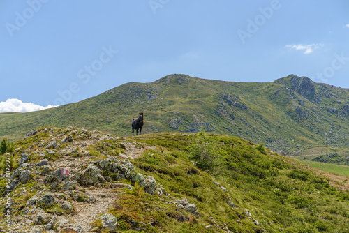 Cavallo selvaggio - Sillian