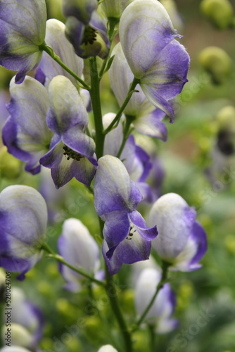 Flowers in the garden.