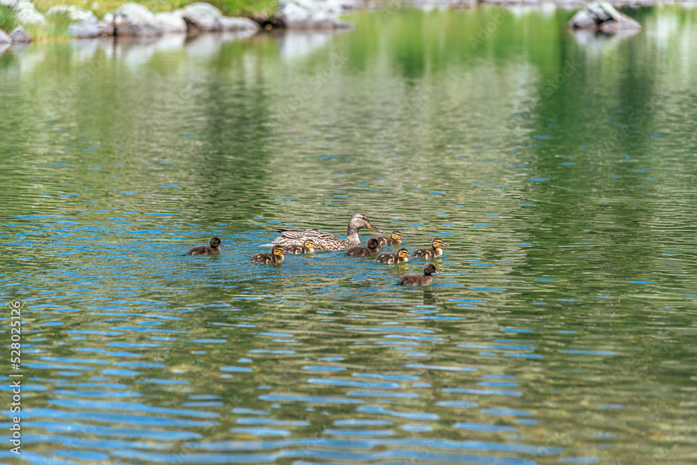 Ducks on the mountain lake Ducks on the mountain lake
