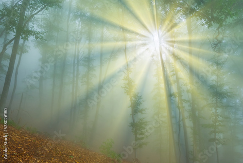 sun rays push through misty forest on mount slope