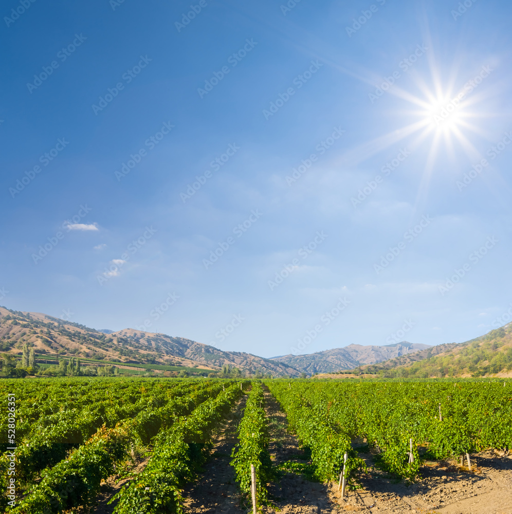 green vineyard in mountain valley under sparkle sun, agricultural industry scene