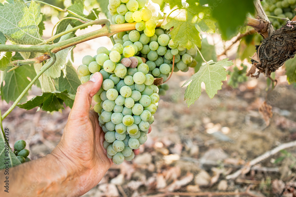 Growth, white grapes and vineyard farmer hand picking or harvesting organic bunch outdoors for quality choice, agriculture industry or market. A worker checking vine fruit from tree plant in summer