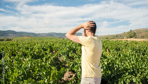Fotografie Rear view of a desperate farmer gesturing in damaged vineyard field after storm