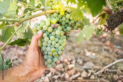 Growth, white grapes and vineyard farmer hand picking or harvesting organic bunch outdoors for quality choice, agriculture industry or market. A worker checking vine fruit from tree plant in summer