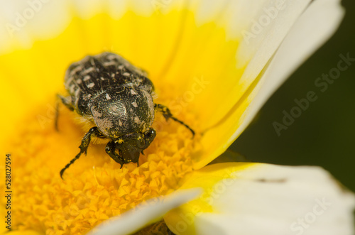 White spotted rose beetle Oxythyrea funesta on a flower of garland chrysanthemum Glebionis coronaria.. Gran Canaria. Canary Islands. Spain. photo