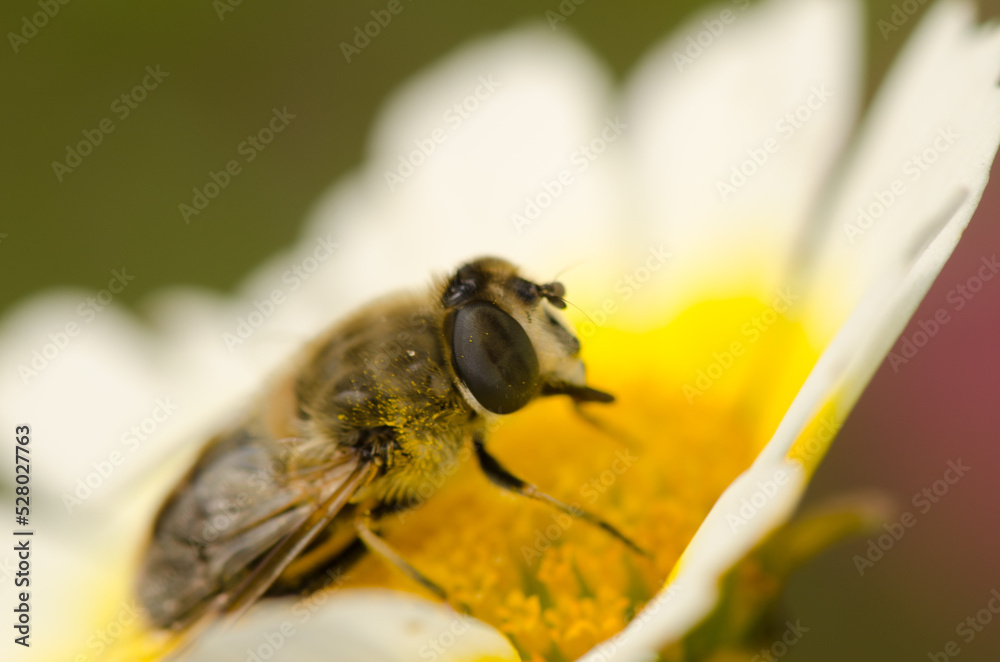Female common drone fly Eristalis tenax on a flower of garland