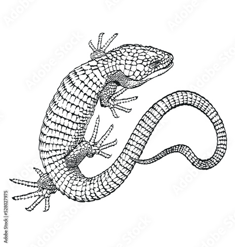 Lizard, a small reptile, a species of common lizard. Vector animal isolated on white background