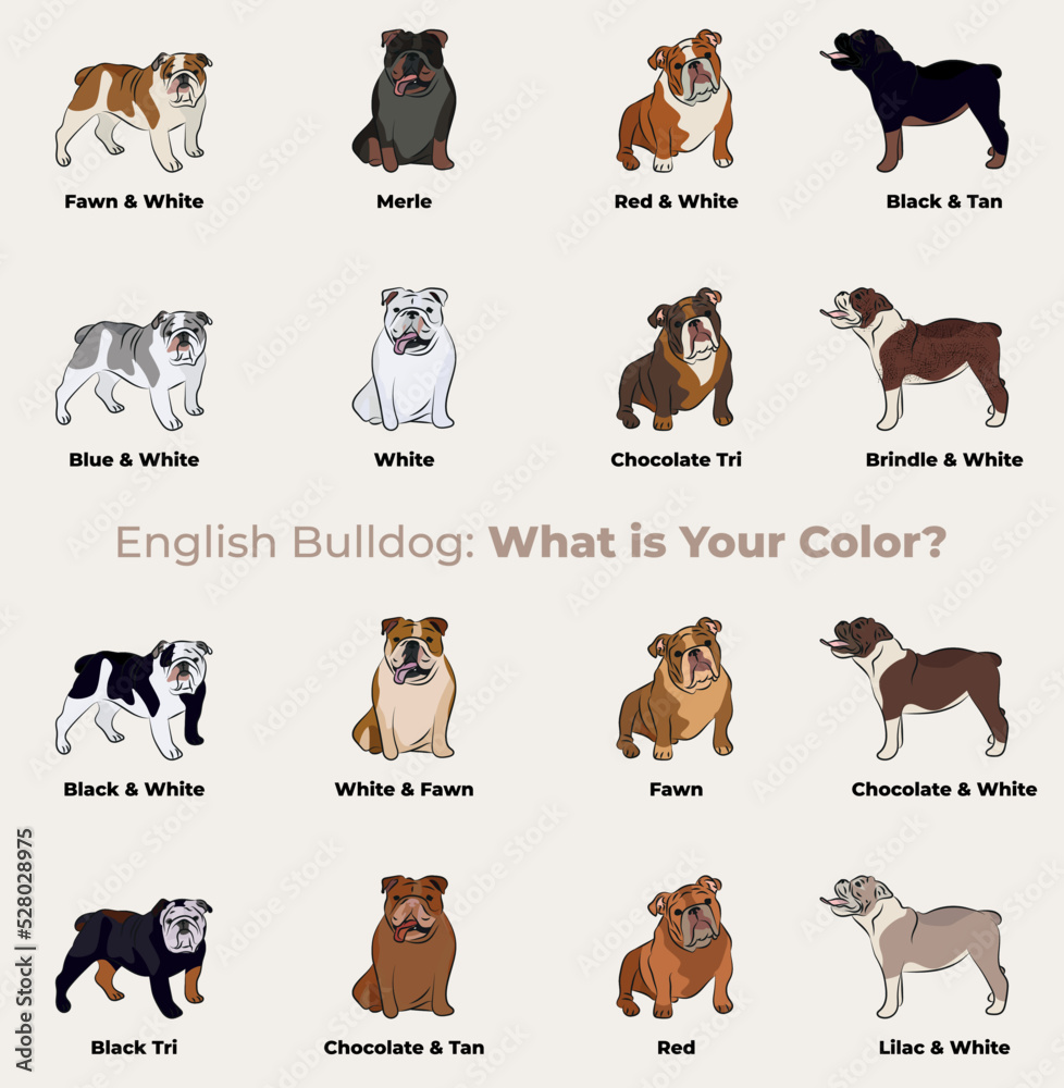 English Bulldog colors breed, dog drawing. Cute dog characters in various poses, designs for prints, adorable and cute bulldog dog cartoon vector set, in different poses. Flat cartoon style