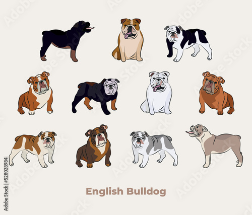 Bulldog breed, dog pedigree drawing. Cute dog characters in various pose, designs for prints, adorable and cute English Bulldog cartoon vector set, in different poses. Flat cartoon style.