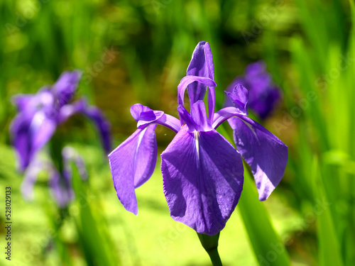 Purple iris flowers blooming in wetlands