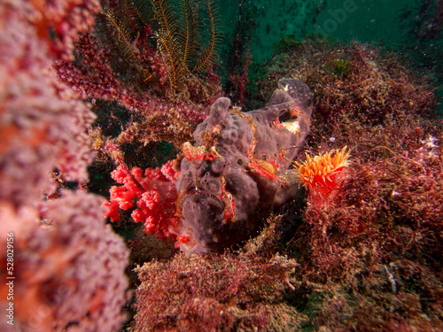 A frogfish beside a soft coral