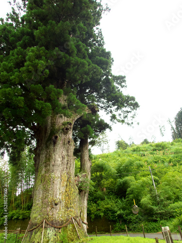 A large sacred cedar tree on a cloudy day