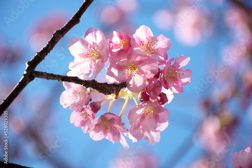 Sakura blooming in sunny weather