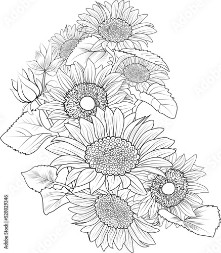 bouquet of sun flower hand drawn botanic illustration vector art  leaf branch isolated floral pencil sketch coloring page for adult