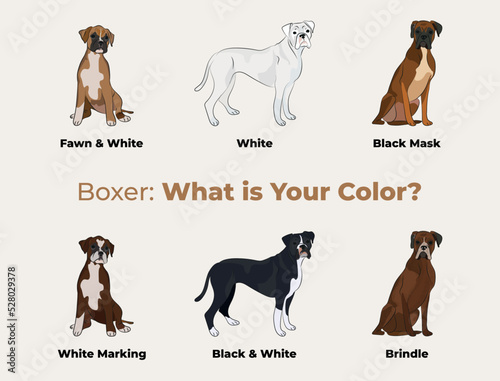 Boxer colors breed, dog drawing. Cute dog characters in various poses, designs for prints, adorable and cute Boxer dog cartoon vector set, in different poses. Flat cartoon style All boxers colours.