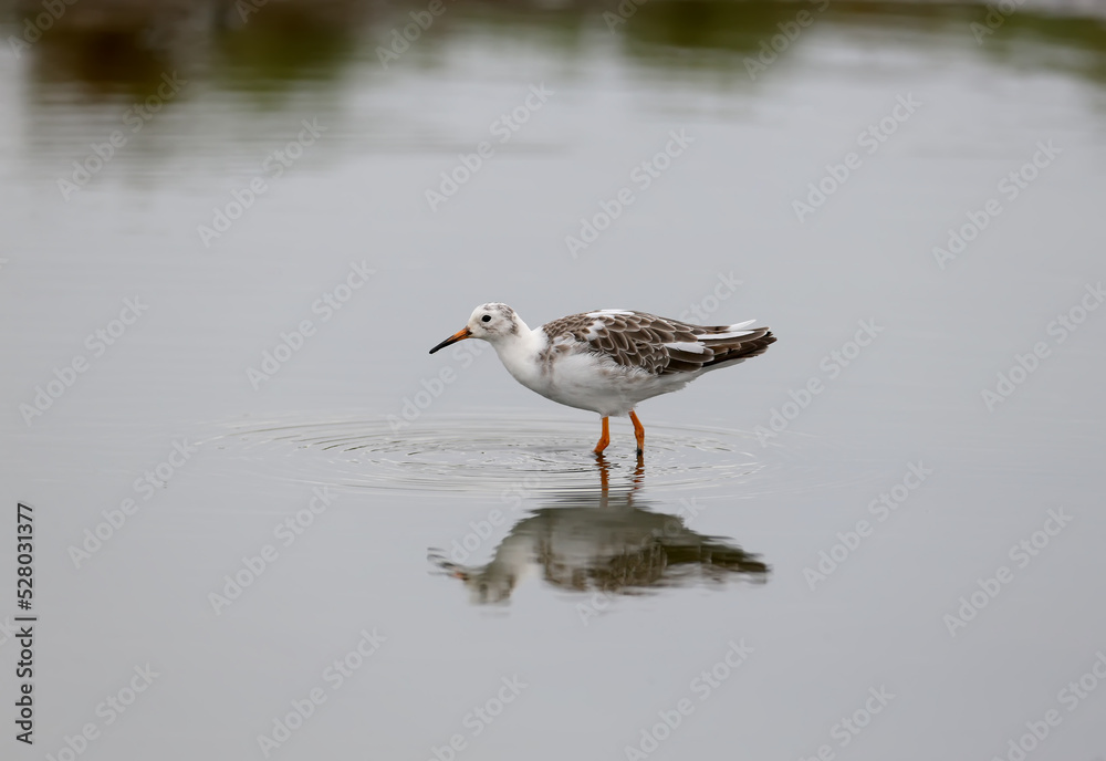 Solitary and group of ruff (Calidris pugnax) in winter plumage taken on the shore of a salty estuary in cloudy weather Solitary and group of ruff (Calidris pugnax) in winter plumage taken on the shore of a salty estuary in cloudy weather