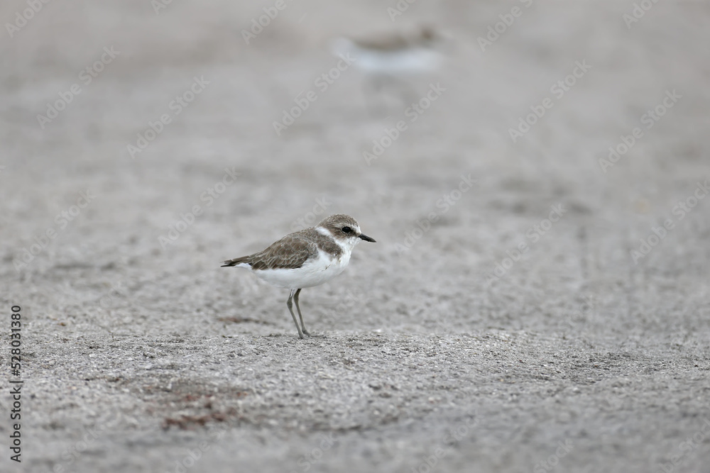 Close-up photograph of a young Kentish plover (Charadrius alexandrinus) in winter plumage on the sandy shore of a salty estuary in Ukraine. Close-up photograph of a young Kentish plover (Charadrius alexandrinus) in winter plumage on the sandy shore of a salty estuary in Ukraine.