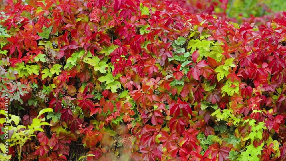 Autumn colors of nature. Red leaves of wild grapes. Multicolored leaves of Parthenocissus quinquefolia (Virginia creeper). Autumn concept Autumn colors of nature. Red leaves of wild grapes. Multicolored leaves of Parthenocissus quinquefolia (Virginia creeper). Autumn concept