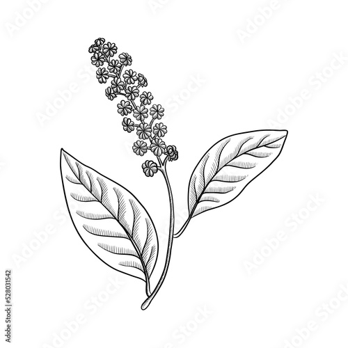 vector drawing Indian pokeweed , Phytolacca acinosa, hallucinogenic plant, herb of traditional chinese medicine, hand drawn illustration