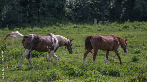 herd of horses