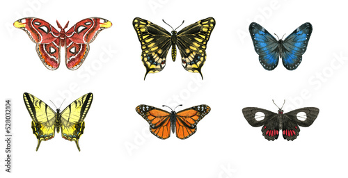 watercolor drawing tropical butterflies,hand drawn illustration
