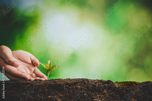 Dirty hands care plant trees in the earth on world environment day. Young small green new life growth on soil in ecology nature. Human person grow seedlings and protect in garden. agriculture concept