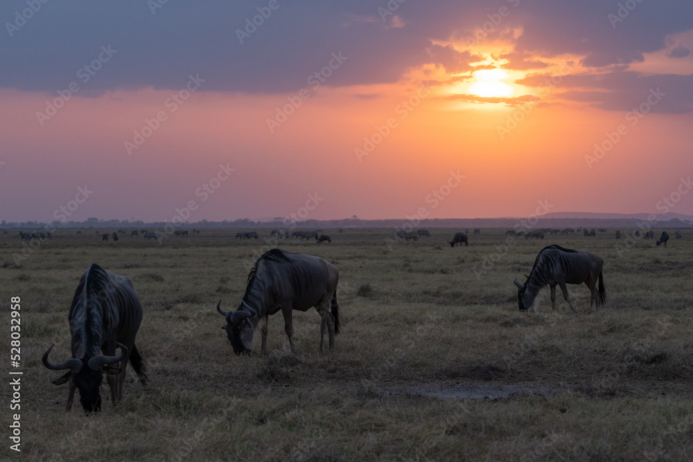 Beautiful sunset with wildebeest in the foreground in Amboseli National Park, Kenya, Africa Beautiful sunset with wildebeest in the foreground in Amboseli National Park, Kenya, Africa