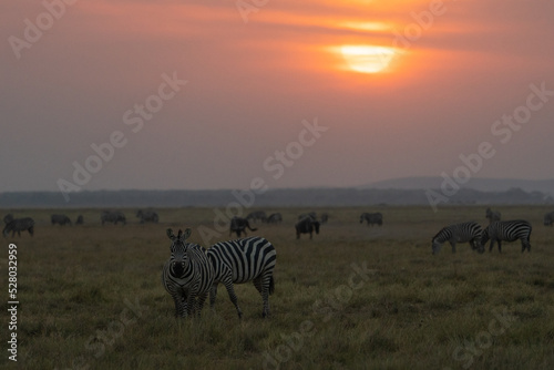 Beautiful sunset with zebras in the foreground in the African savannah in Amboseli National Park  Kenya  Africa