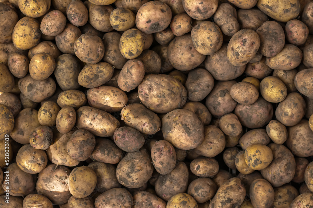 Large pile of potatoes on market counter. Food background. Potatoes harvest concept. Large pile of potatoes on market counter. Food background. Potatoes harvest concept.