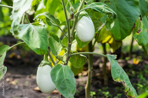 White eggplant with green leaves close up photo