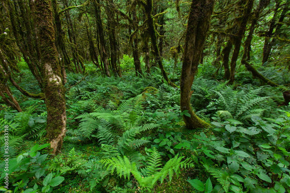 Fototapeta premium Boxwood Forest in the Camlihemsin, Simsir Tree Rize, Turkey