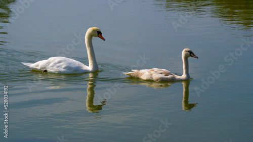 Swan with cygnet swimming on lake  symmetrically reflected on water