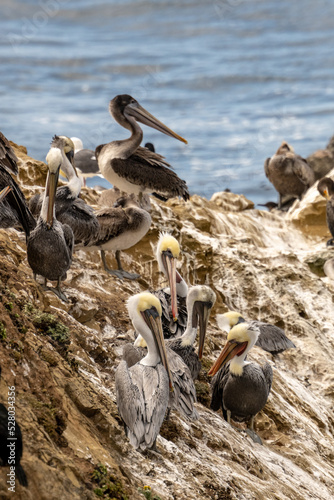 Multiple Pelicans Groom On Guano Covered Outcropping