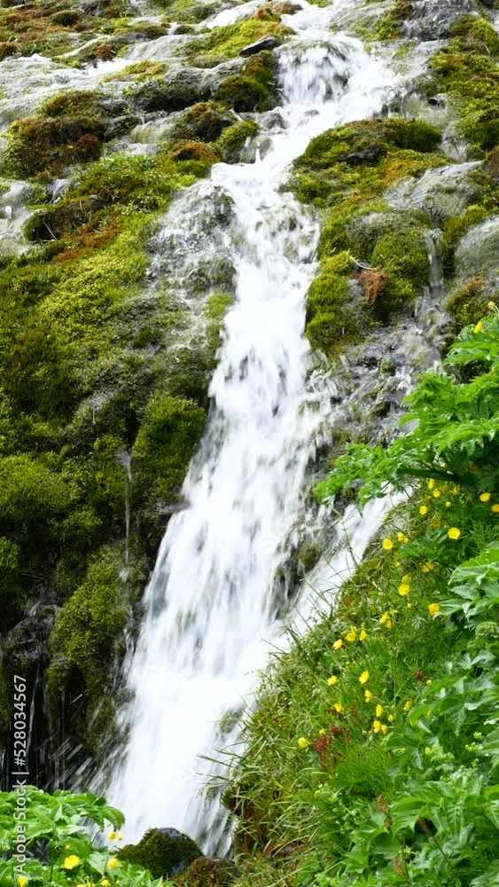 Gjain Valley in Iceland in Spring in the Rain Waterfalls Cascades Wildflowers Vertical Video Gjain Valley in Iceland in Spring in the Rain Waterfalls Cascades Wildflowers Vertical Video