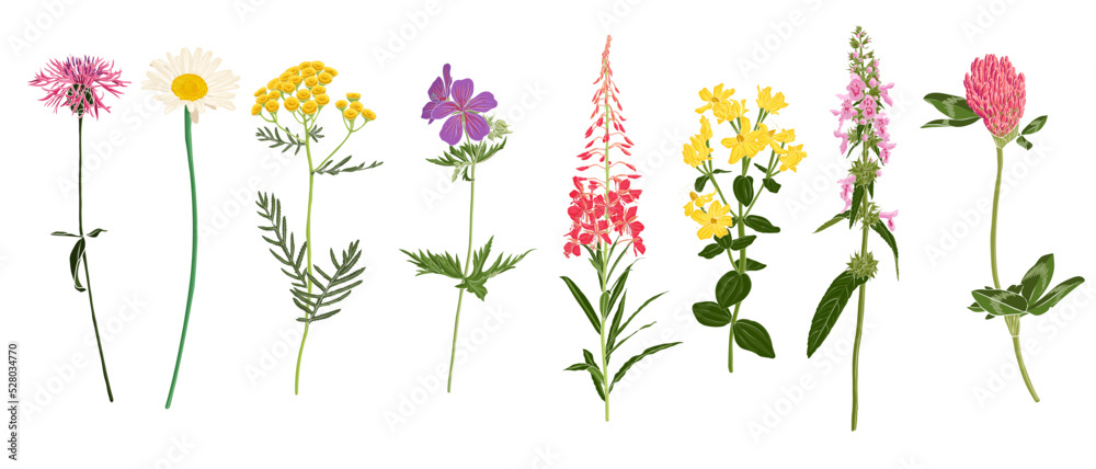 set of field flowers, vector drawing wild plants at white background, floral elements, hand drawn botanical illustration