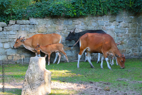 The banteng is the ancestor of the Asian cow. The species is now under threat of extinction. photo