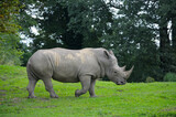 White rhinoceros grazing in the meadow