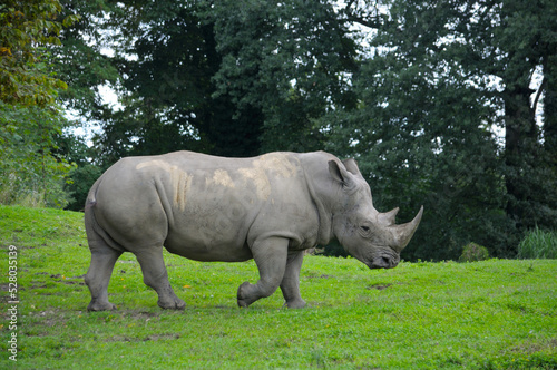 White rhinoceros grazing in the meadow