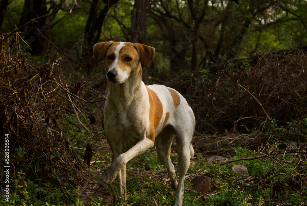 stray dog in Delhi forest