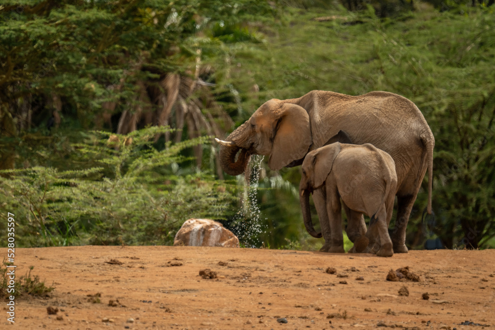 Fototapeta premium African bush elephant and calf at waterhole